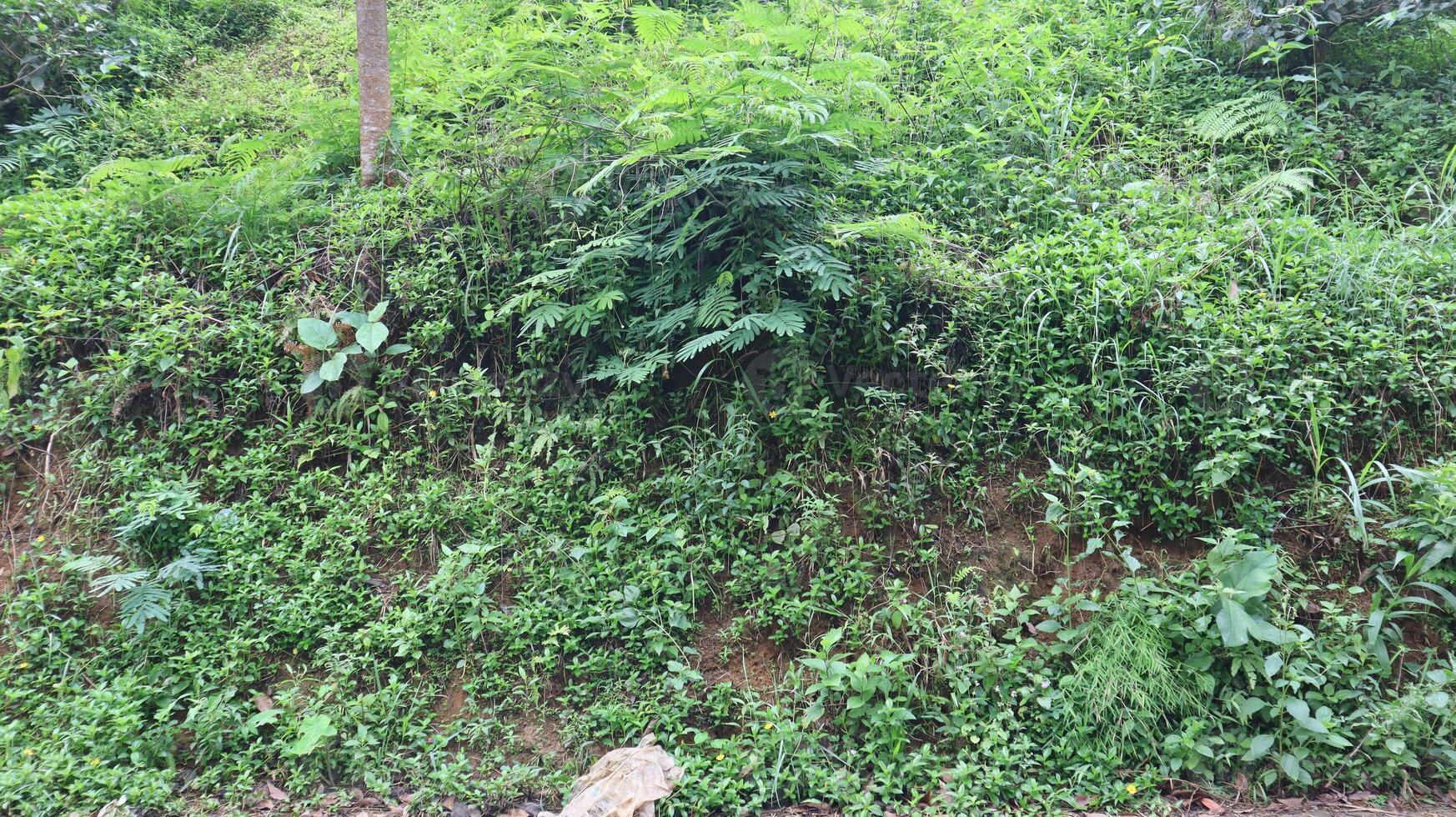 Green plants grow on the walls of forest cliffs as a natural background photo