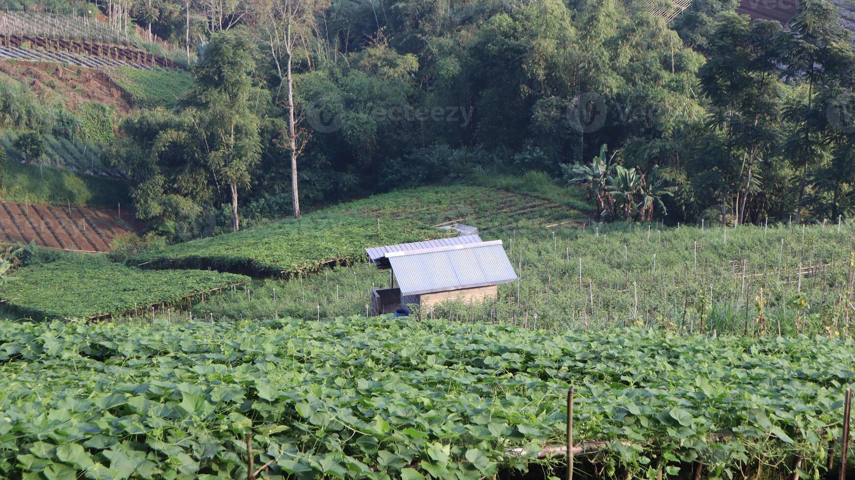 view of green vegetable fields growing and rice field huts in the mountains photo