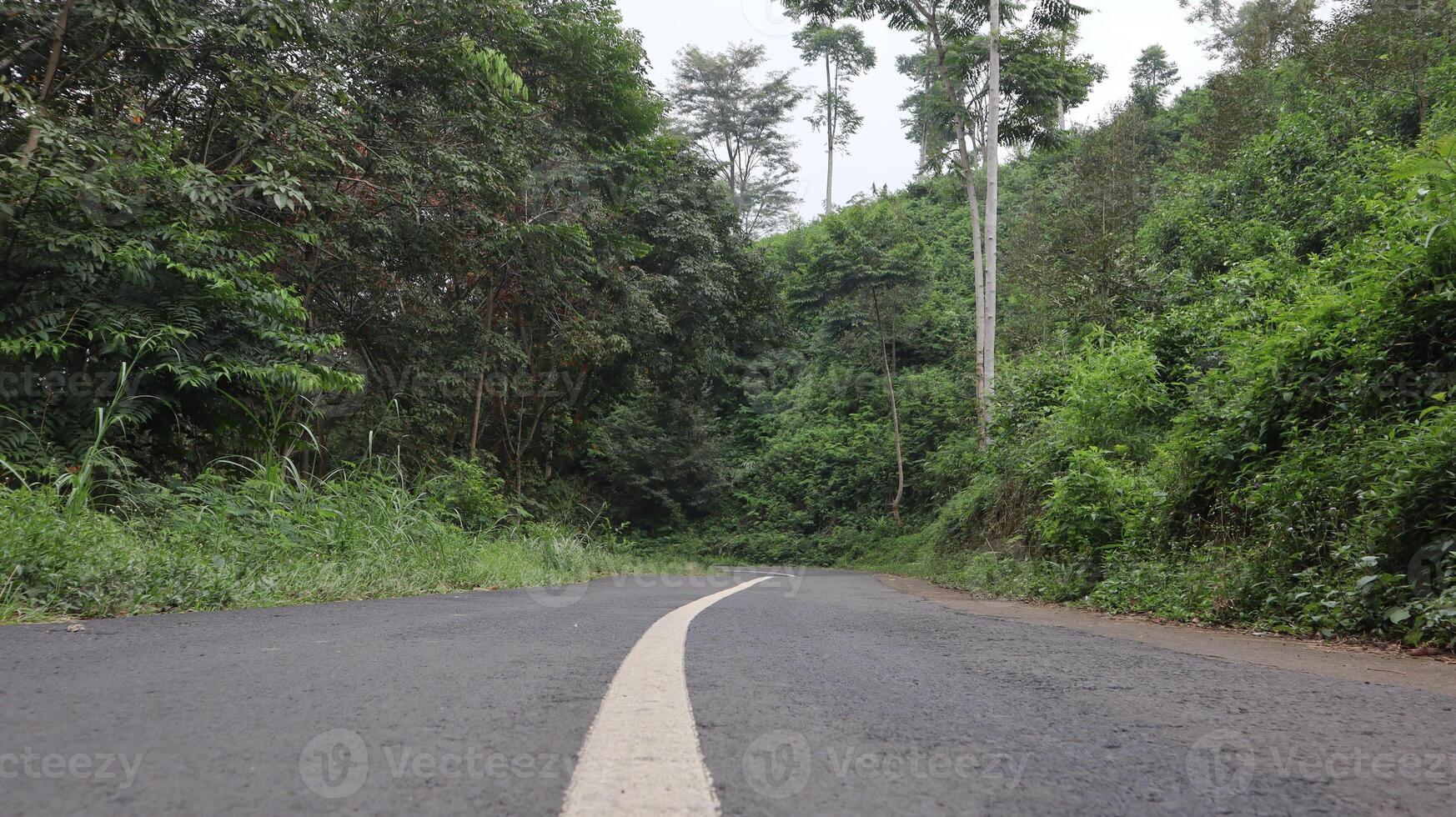 asphalt road in the middle of the forest photo