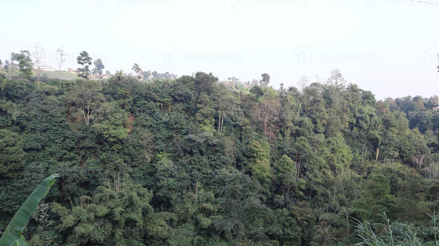 views of the wilderness with bamboo trees and green trees photo