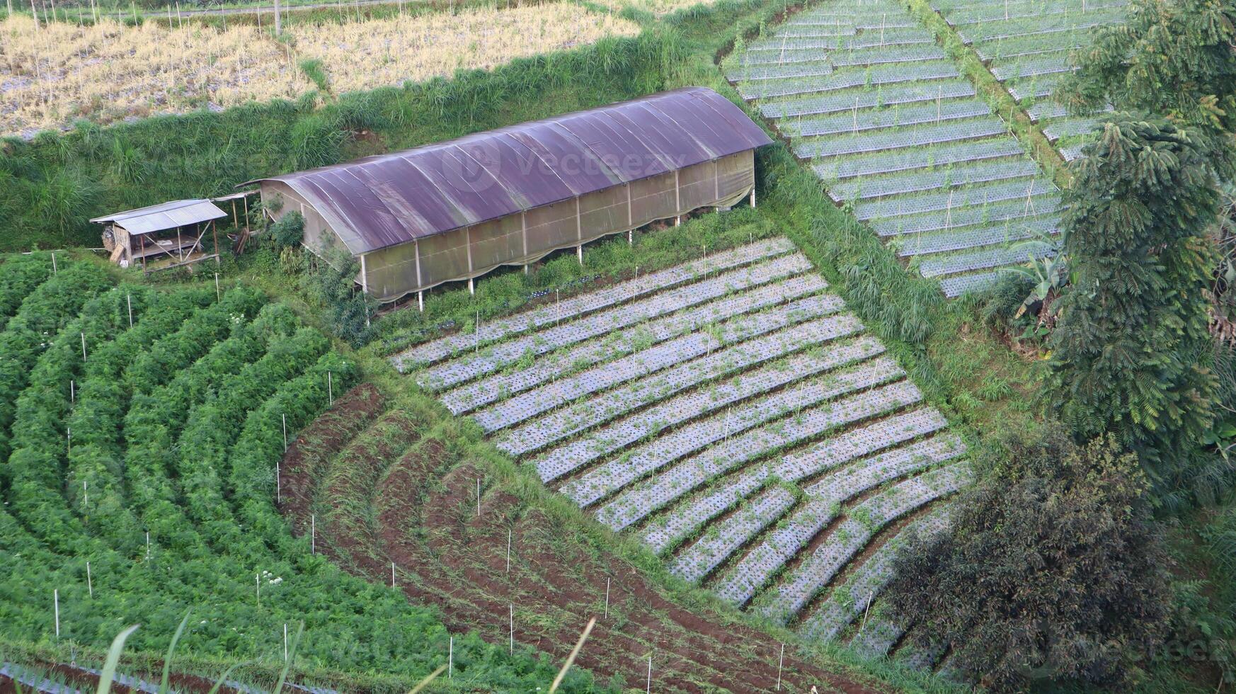 view of green vegetable fields growing and rice field huts in the mountains photo