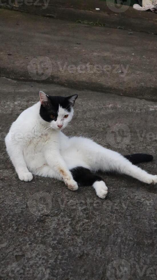 a cat with black and white fur is sitting photo