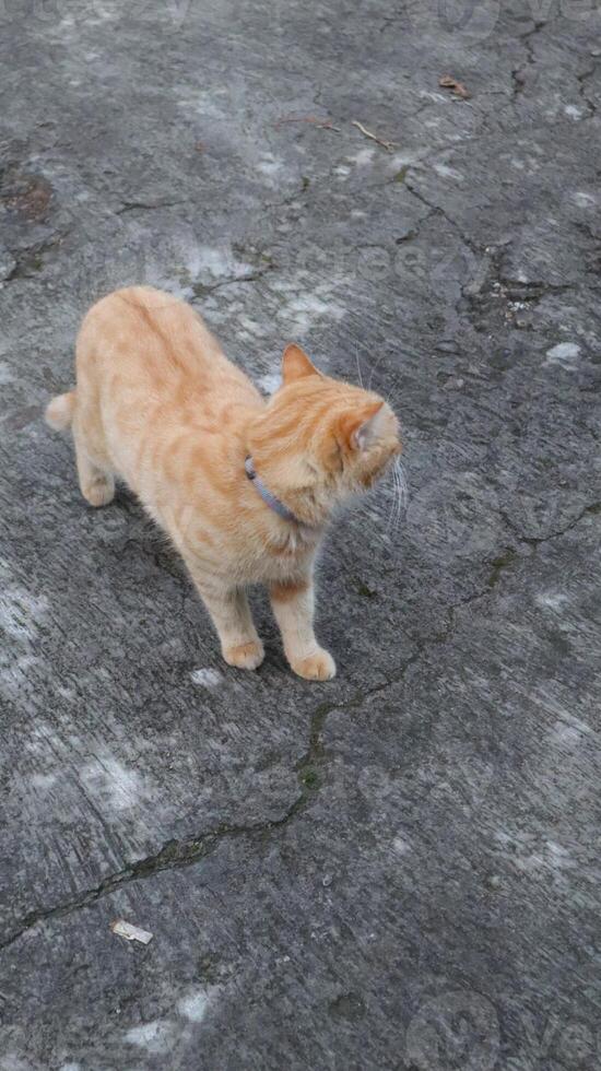 cute orange cat animal photo