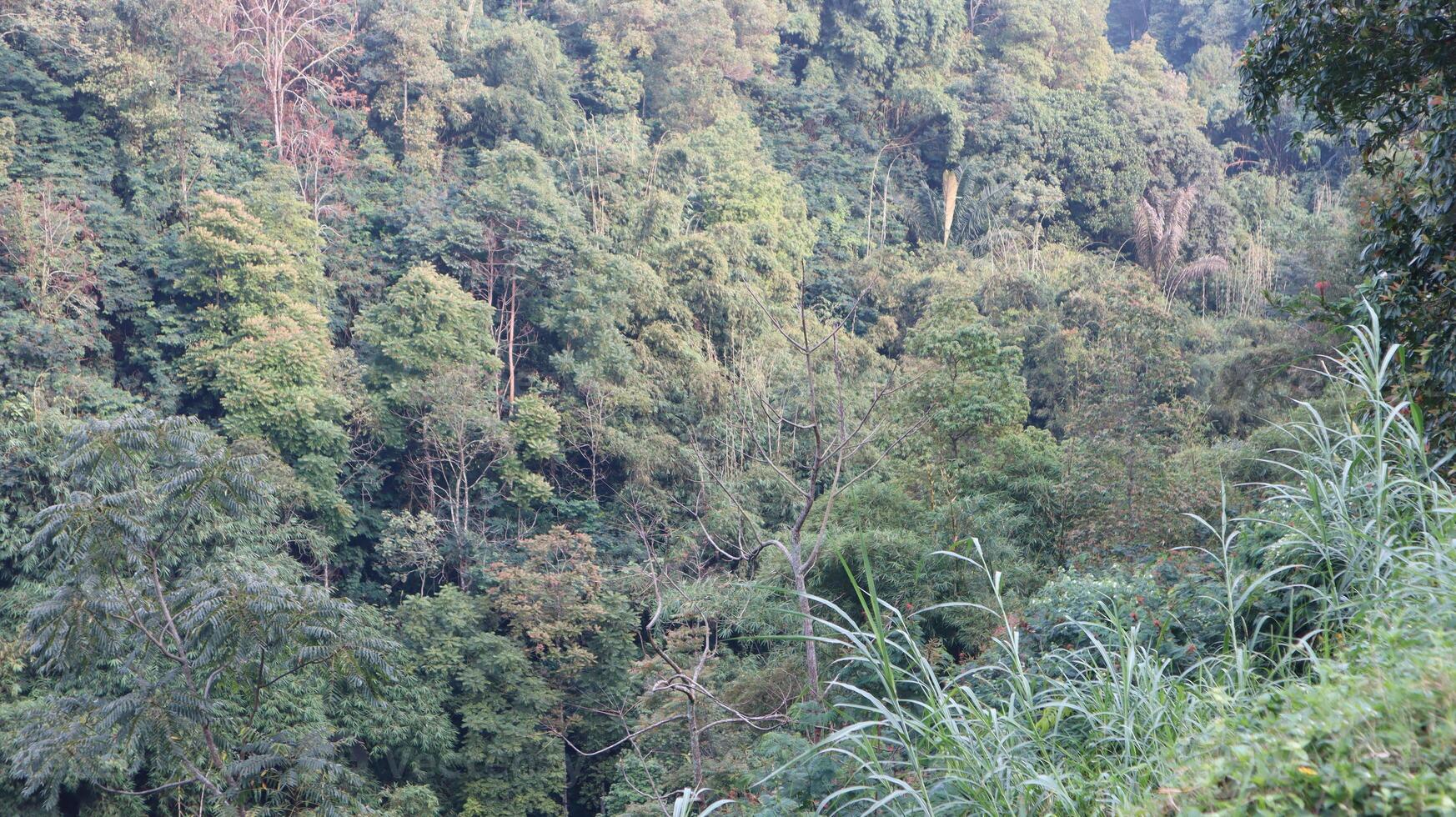 views of the wilderness with bamboo trees and green trees photo