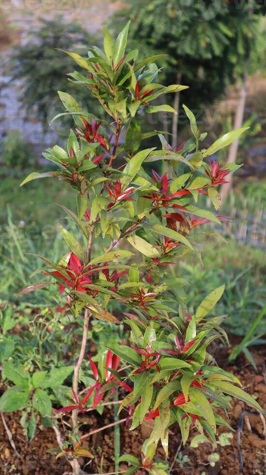 Beautiful red and green leaves of Photinia fraseri 'Red Robin' bush on blurred background of green grass. Selective focus. photo