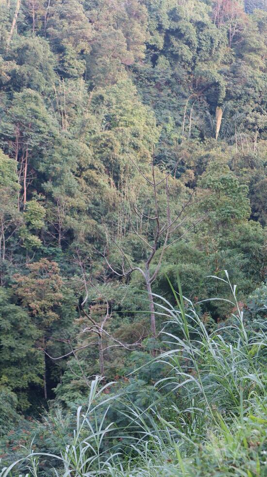 views of the wilderness with bamboo trees and green trees photo
