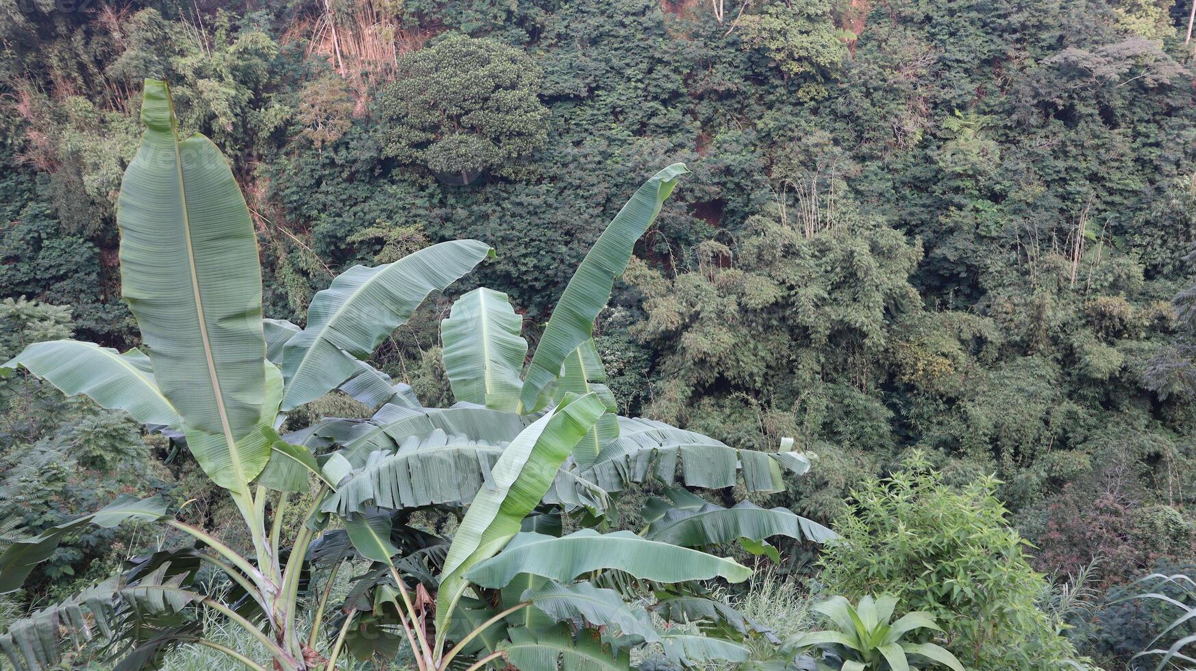 views of the wilderness with bamboo trees and green trees photo