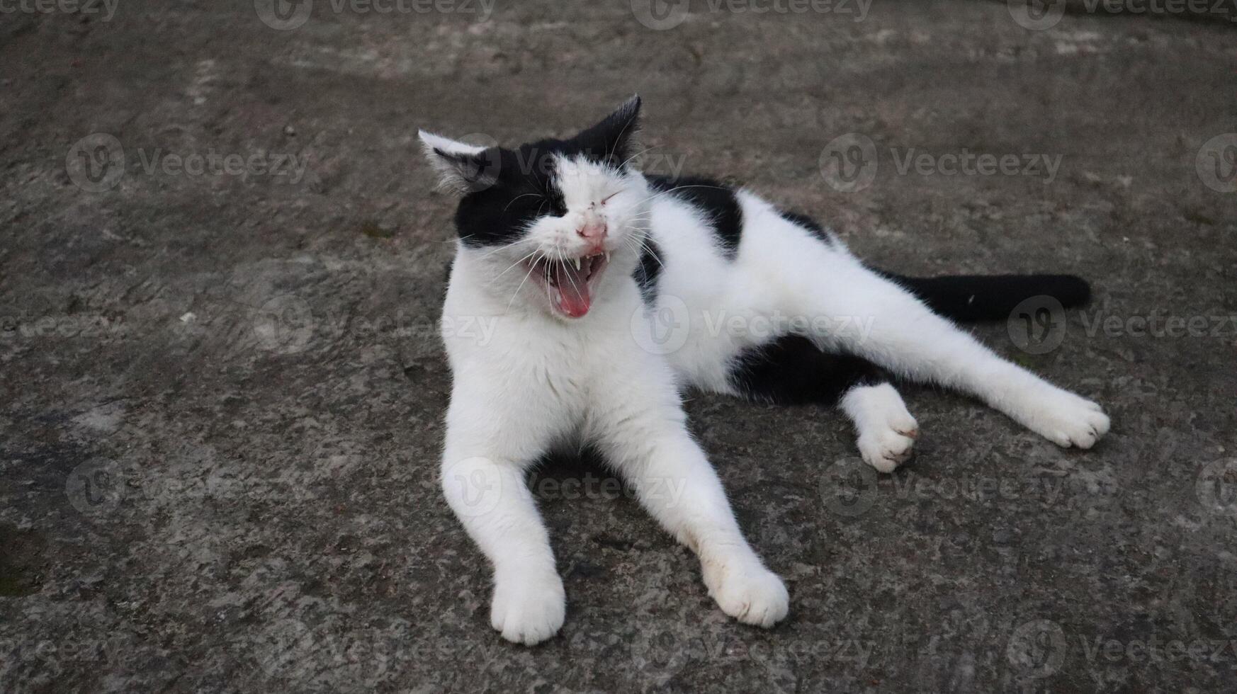 a cat with black and white fur is sitting and yawning photo