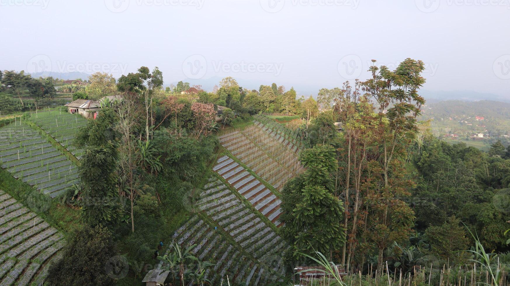 views of the rural landscape and plantations in the highlands photo