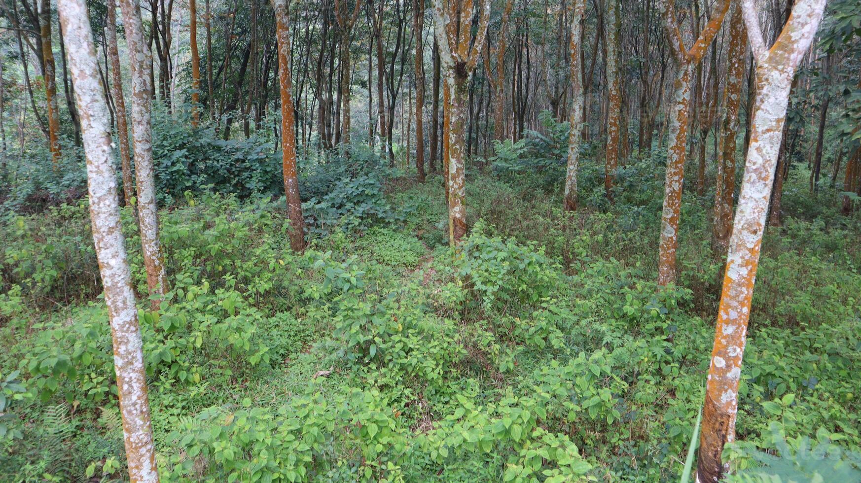 landscape of scrubby bushes and rubber trees in the forest Indonesia photo
