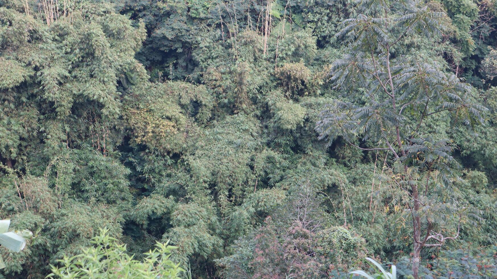views of the wilderness with bamboo trees and green trees photo