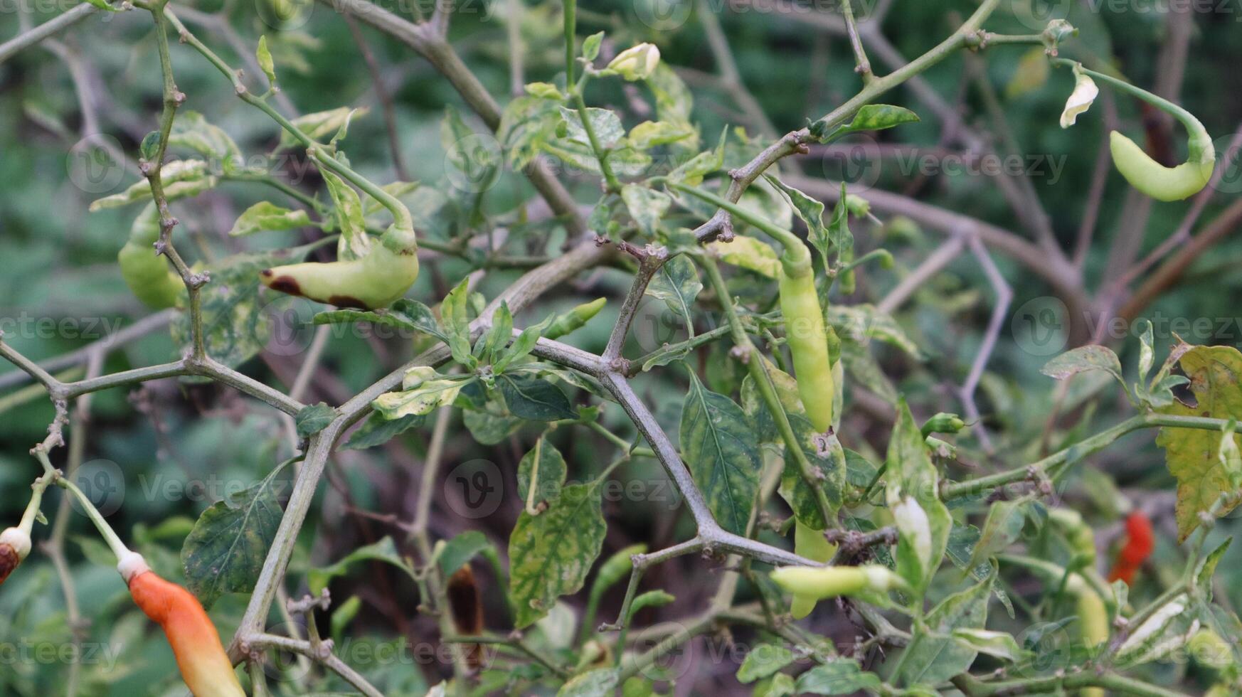 photo of green cayenne pepper on a branch