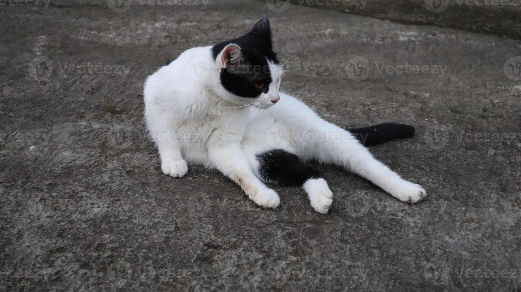 a cat with black and white fur is sitting photo