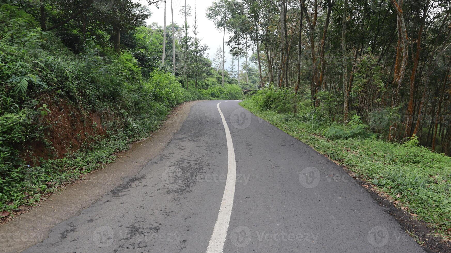 asphalt road in the middle of the forest photo