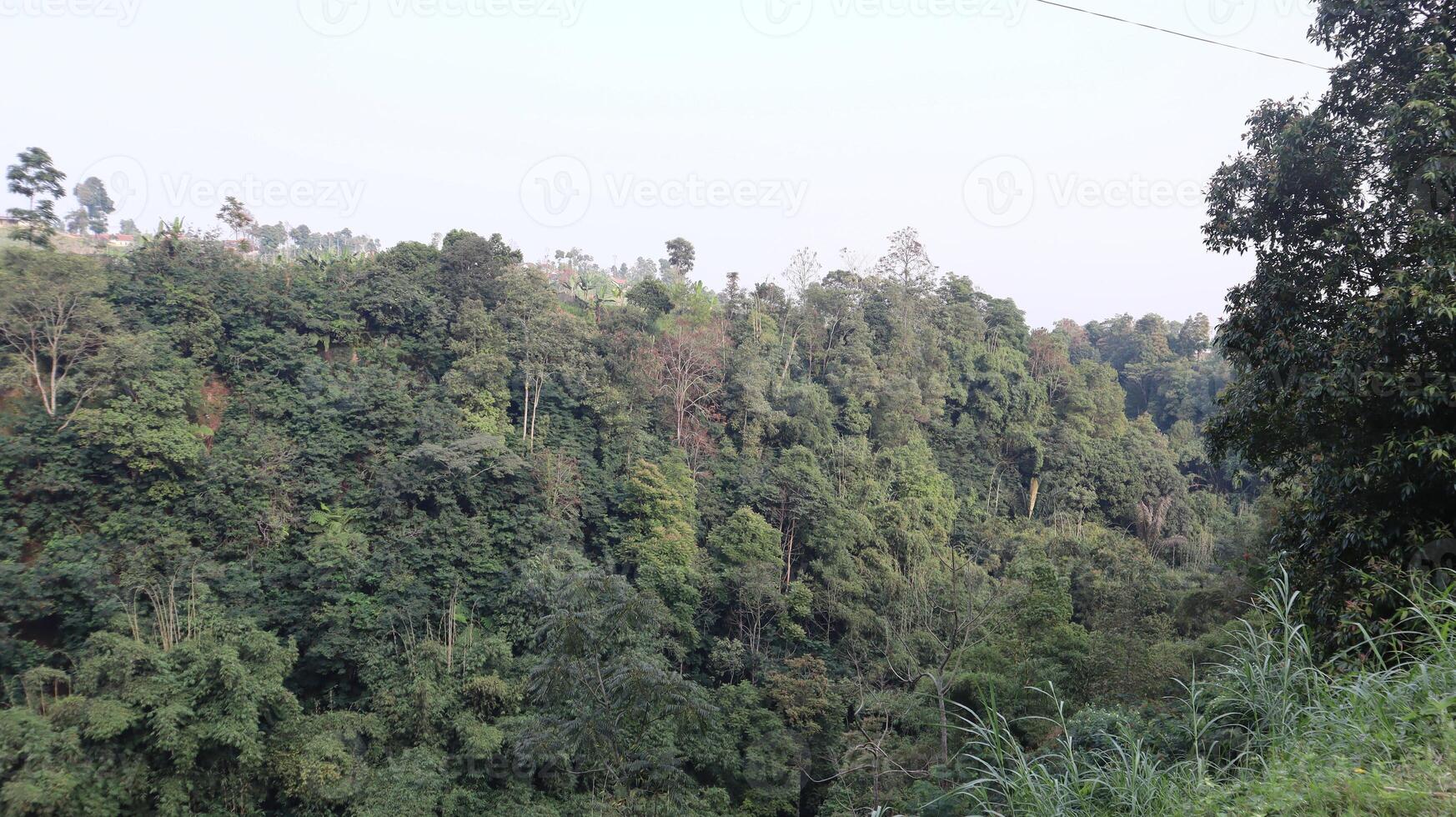 views of the wilderness with bamboo trees and green trees photo