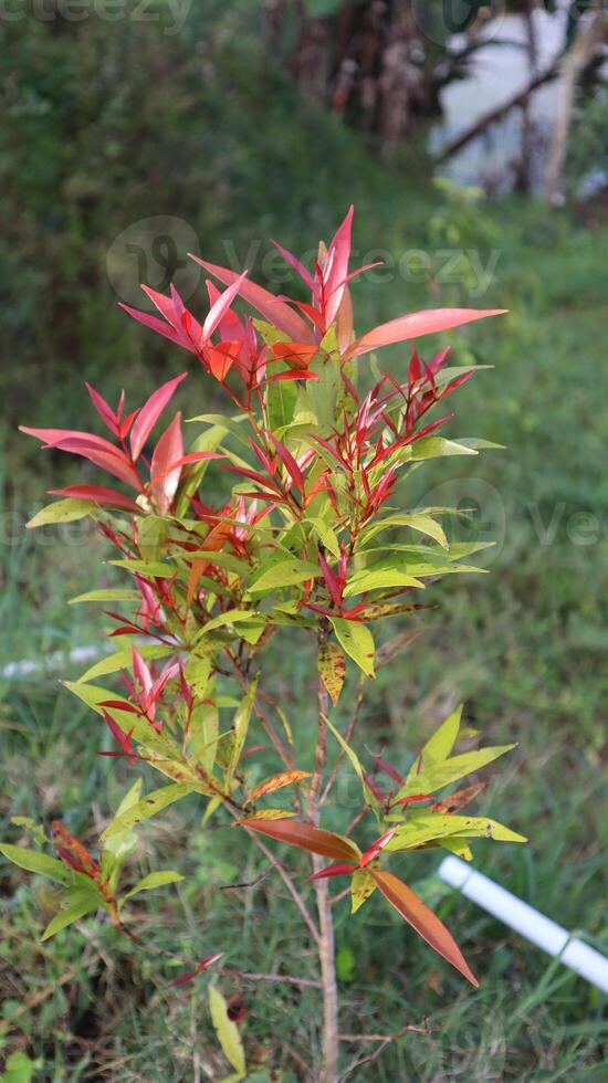 Beautiful red and green leaves of Photinia fraseri 'Red Robin' bush on blurred background of green grass. Selective focus. photo