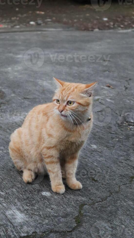 cute orange cat animal photo