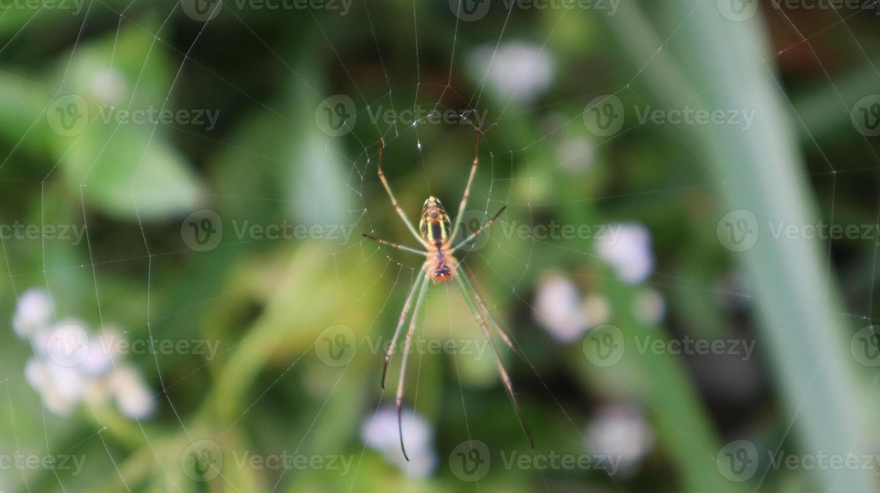 close up object of spider animal photo