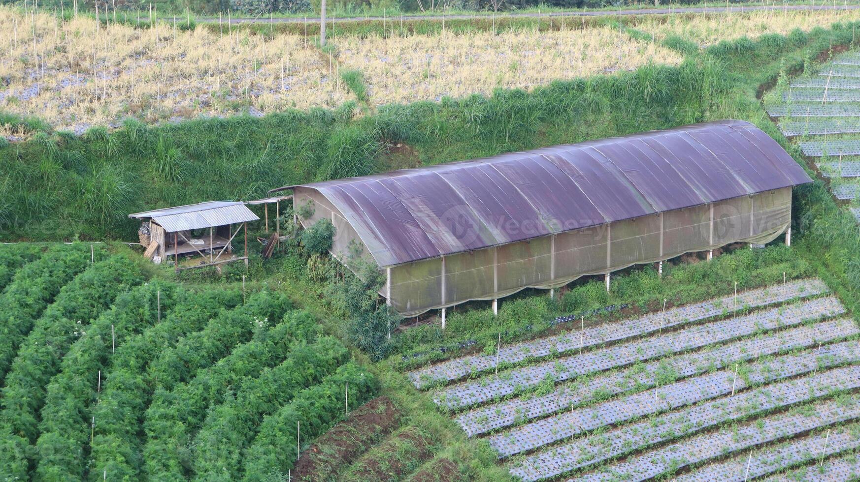 view of green vegetable fields growing and rice field huts in the mountains photo