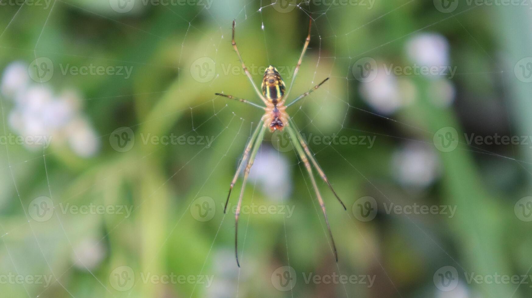 close up object of spider animal photo