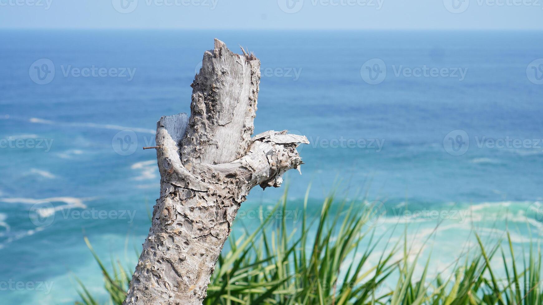 tree trunks without leaves surrounded by green grass with an ocean background photo