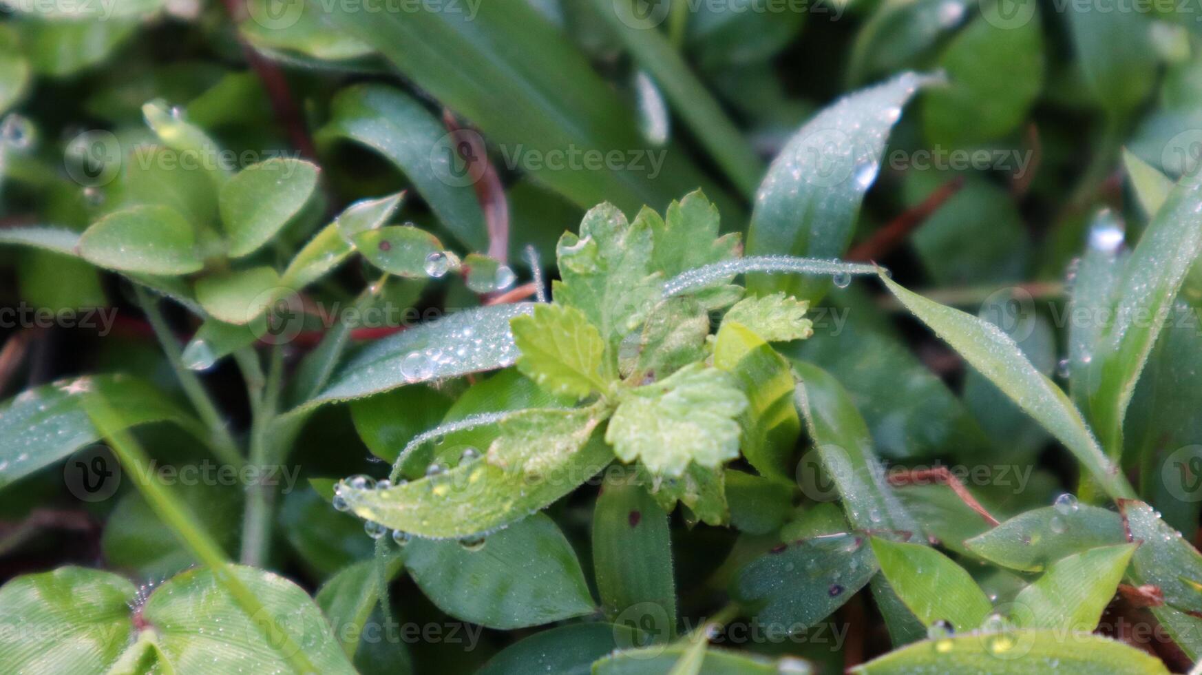 close up of green grass and dew on the tops of green leaves photo