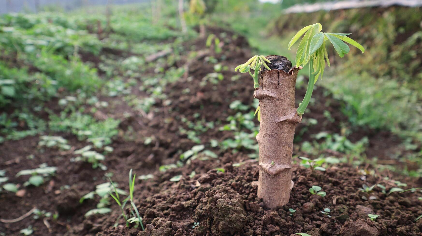close up of cassava plants growing new leaf shoots and being planted in the ground photo