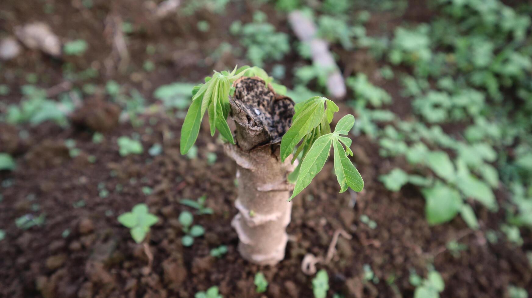 close up of cassava plants growing new leaf shoots and being planted in the ground photo