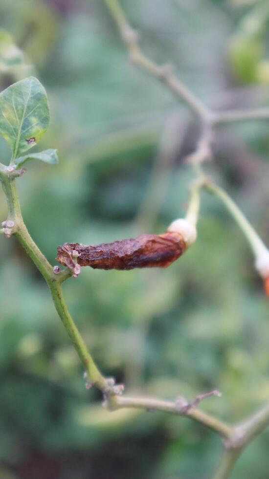 close up of rotten cayenne pepper photo