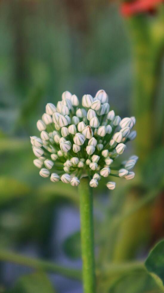 Close up flowers on plants photo