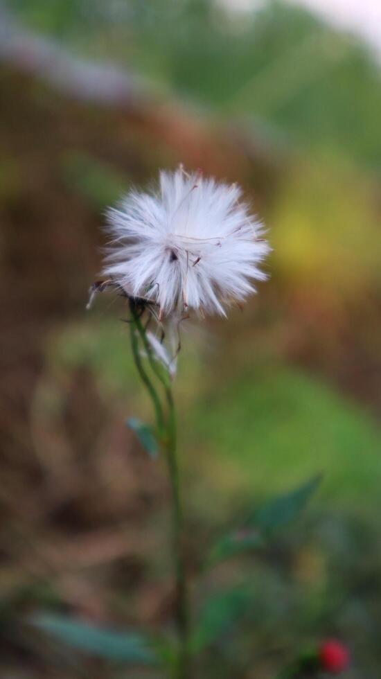 Close Up Sintrong White Weed photo