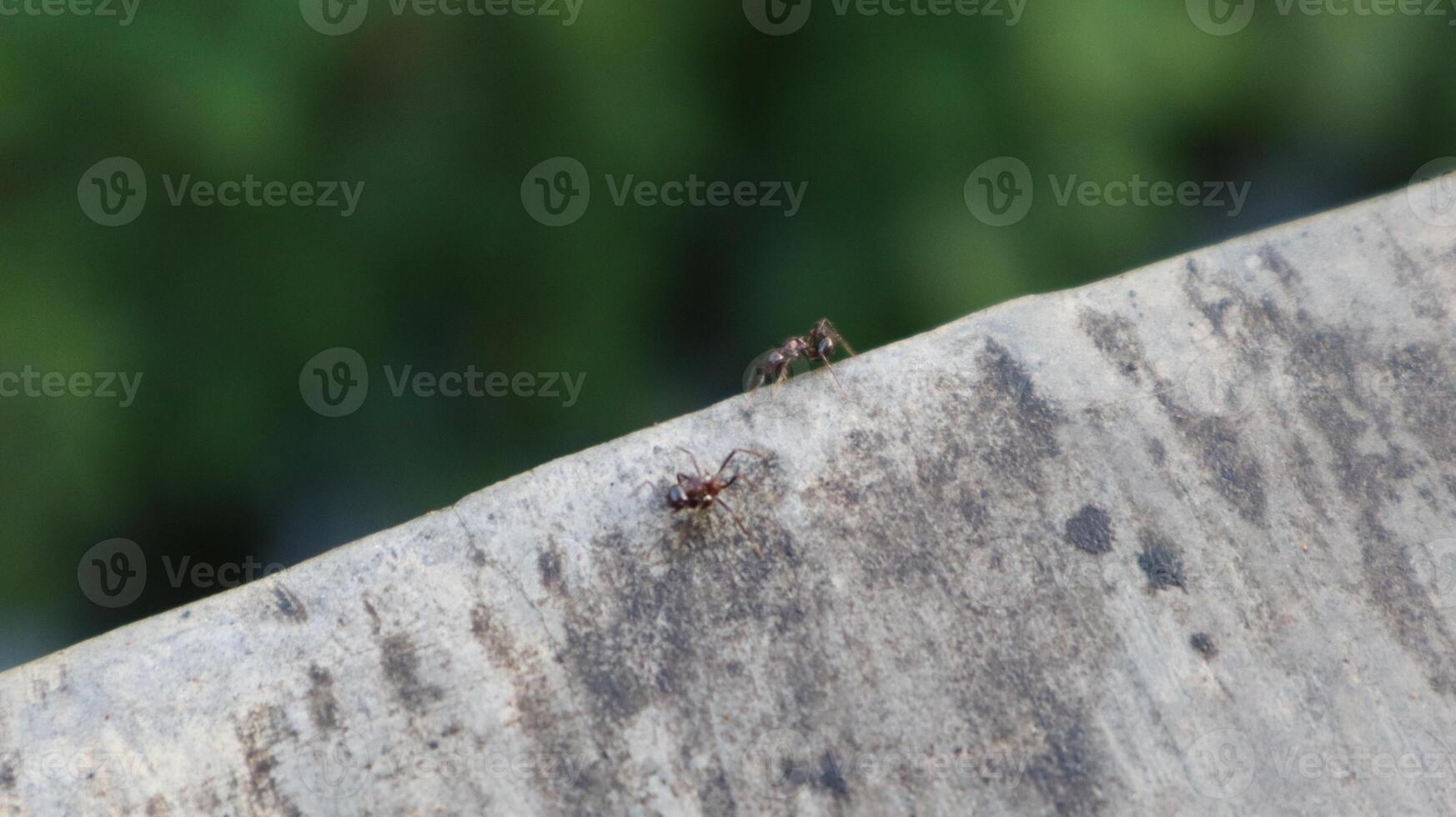 The image shows two ants walking on a concrete surface. photo
