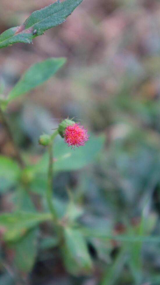 Close Up Growth Sintrong Red Weed photo