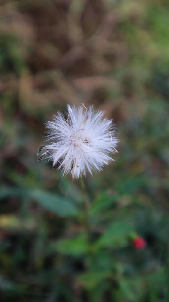 Close Up Sintrong White Weed photo