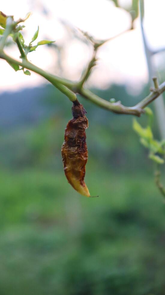 close up of rotten cayenne pepper photo