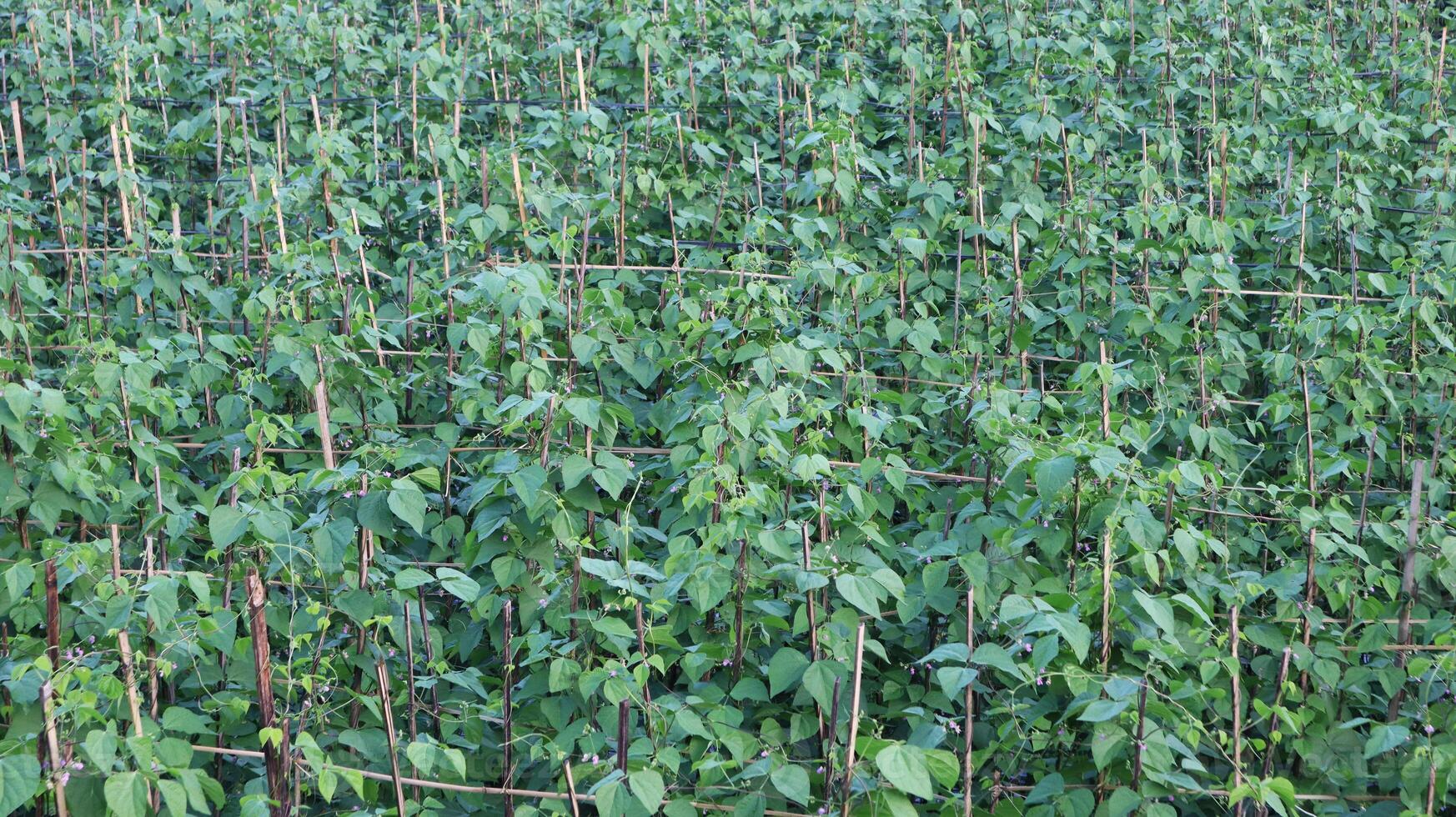 Field of legumes growing on trellises photo