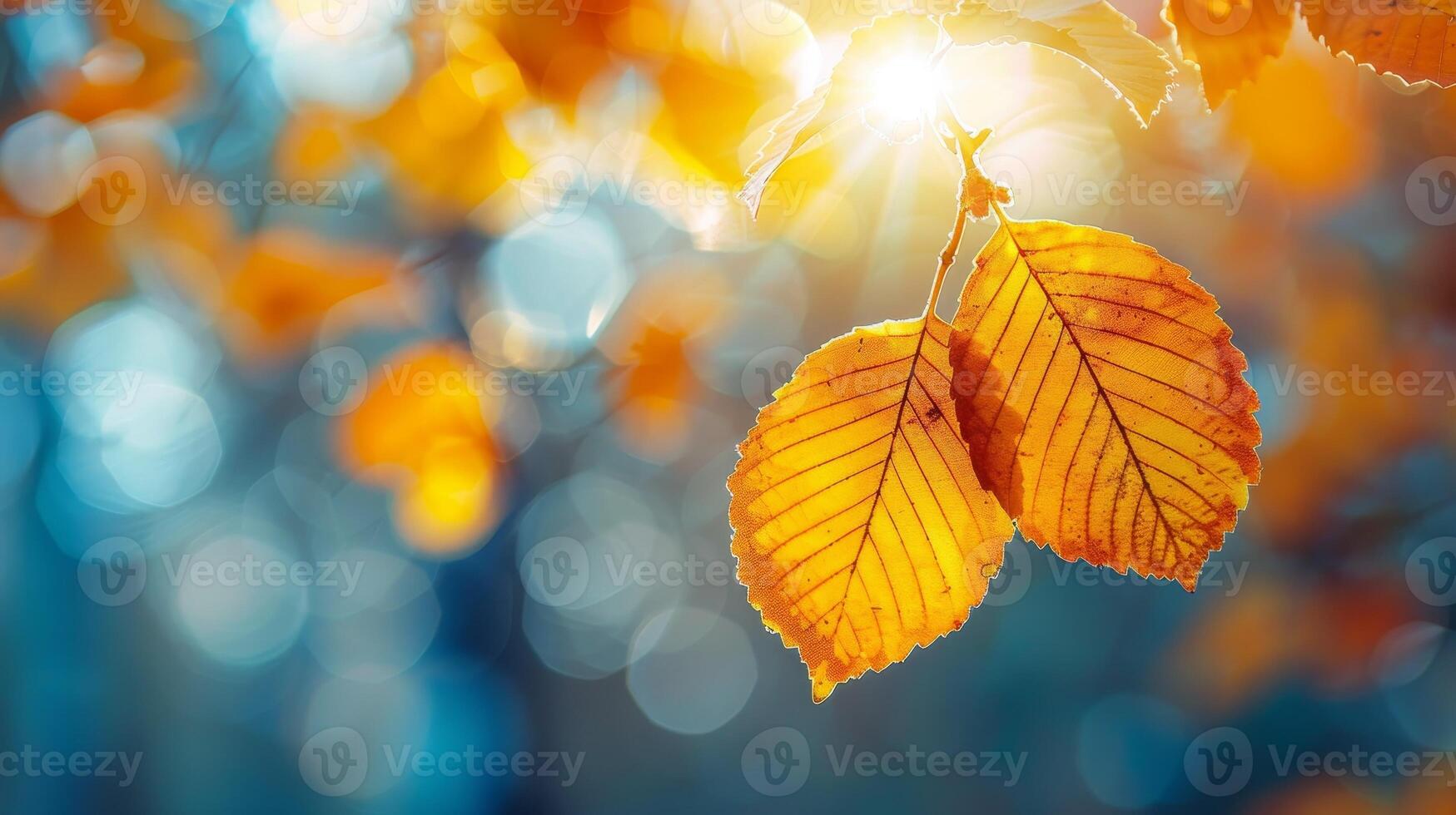 A leaf is hanging from a tree branch in the sunlight photo