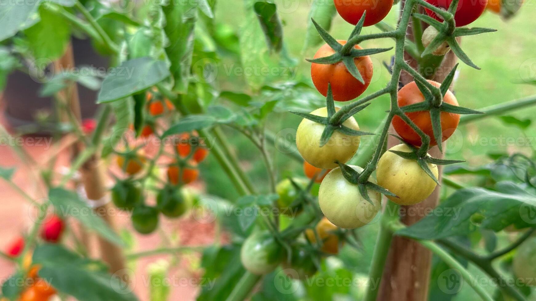 Home Made Cherry Tomato at Garden. photo