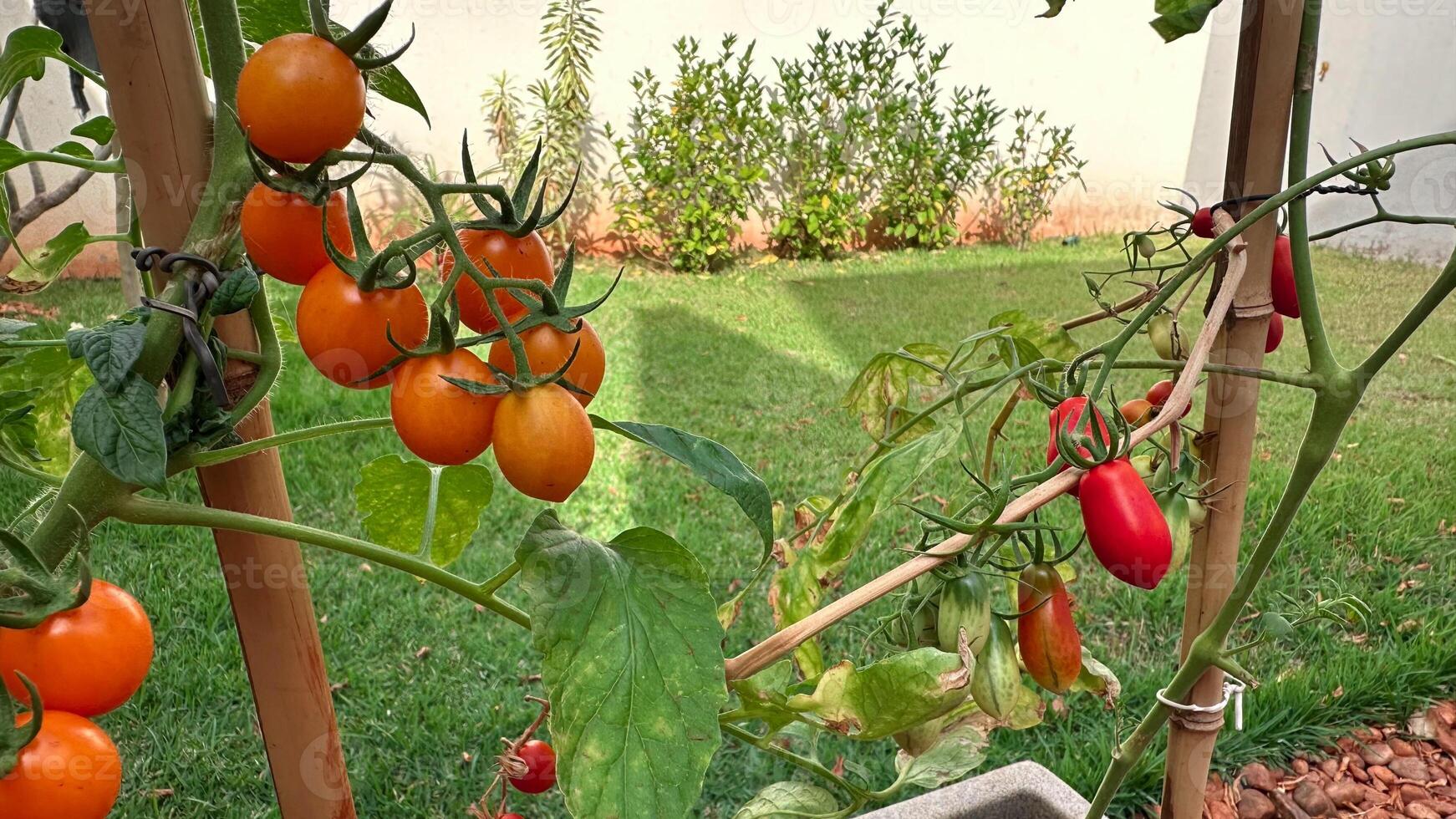 Home Made Cherry Tomato at Garden. photo