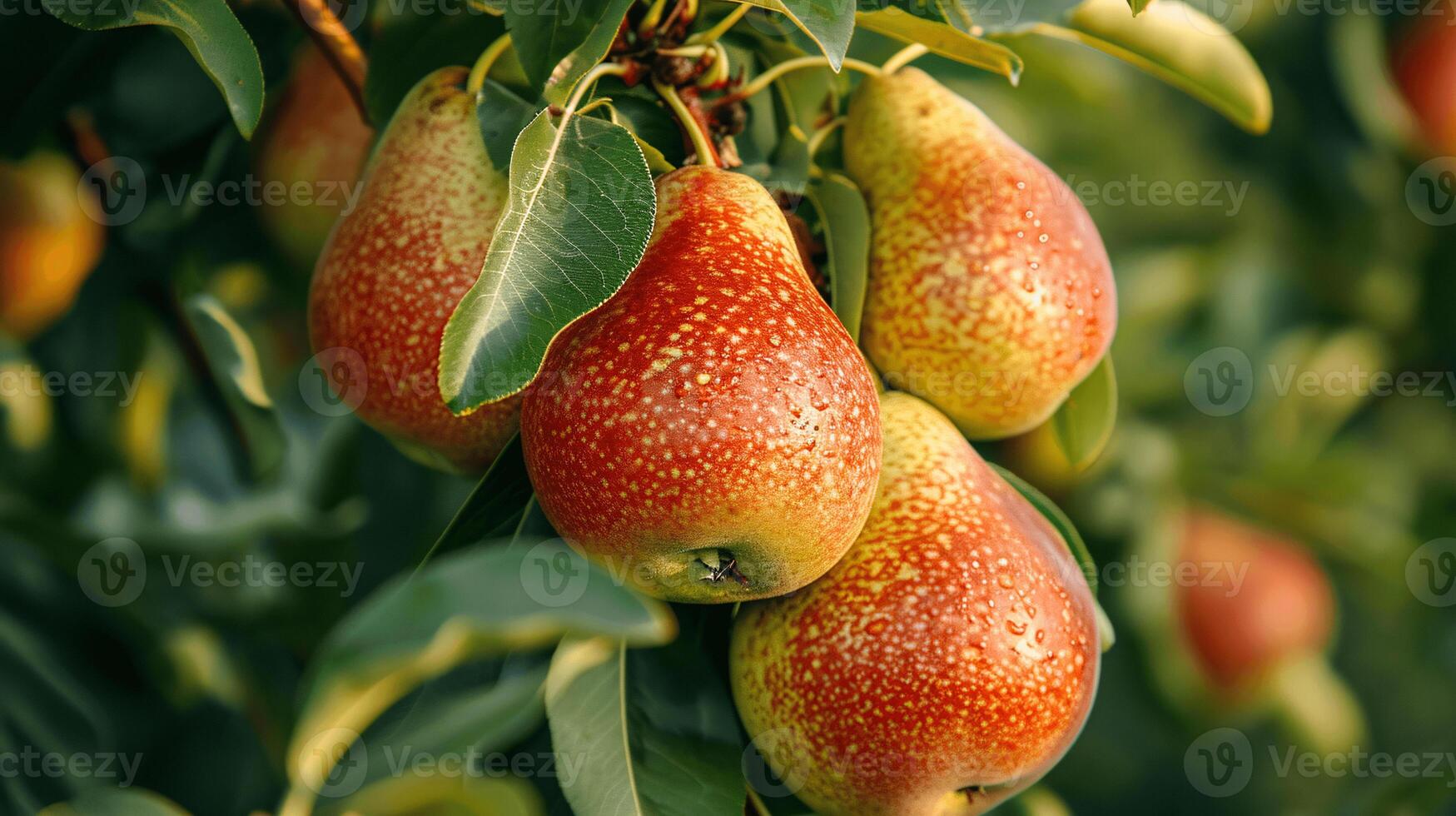 essence of freshness and natural beauty with two pears covered in water droplets photo
