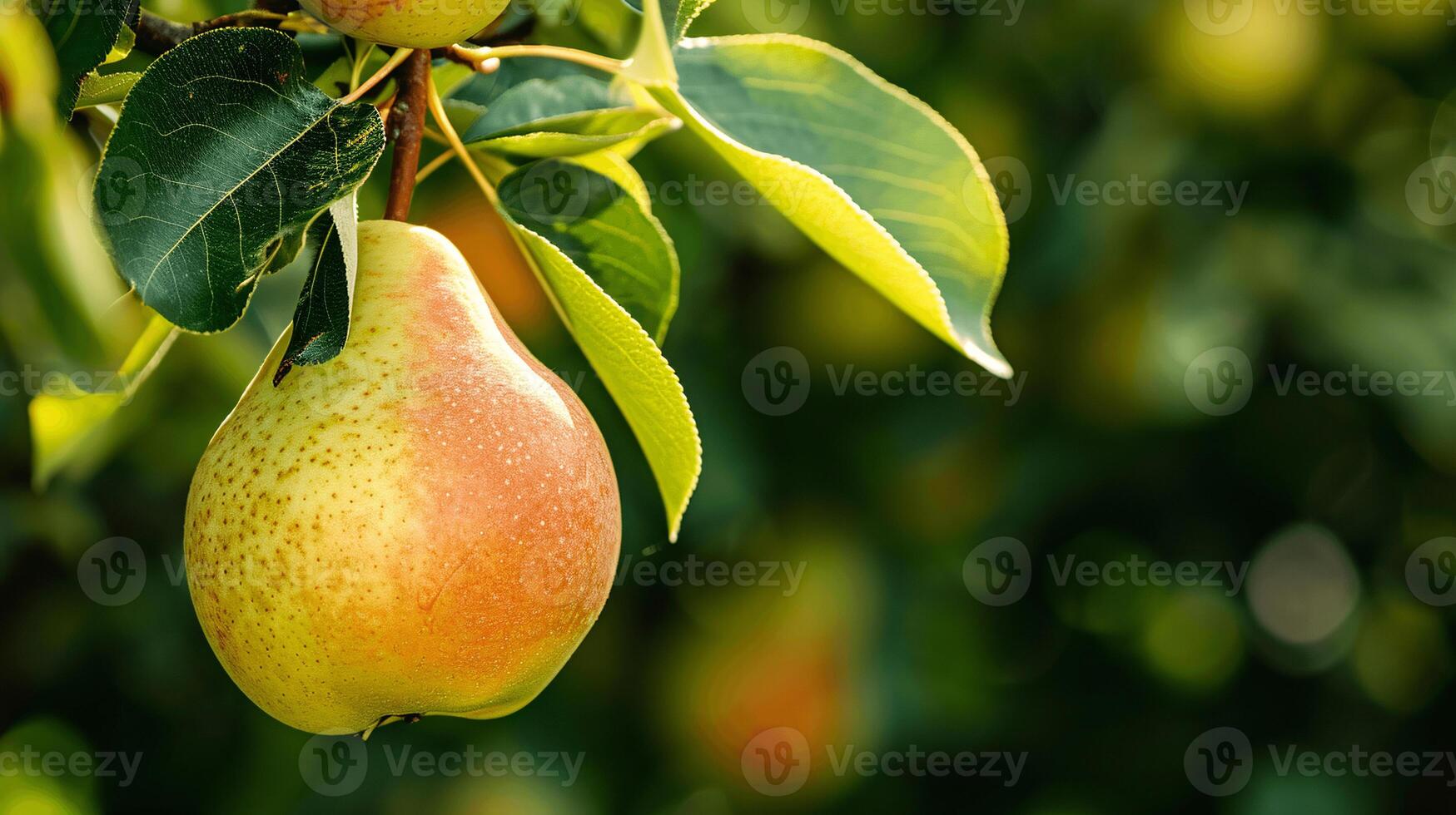 essence of freshness and natural beauty with two pears covered in water droplets photo