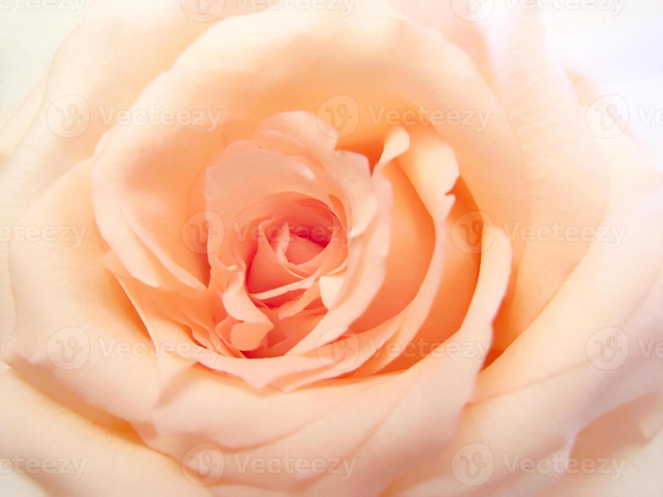 Beautiful delicate pink rose photo