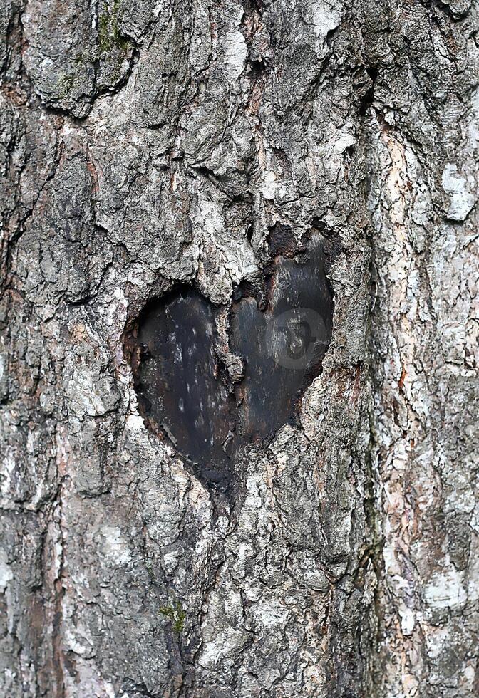 Love symbol, abstract heart on a trunk of tree photo