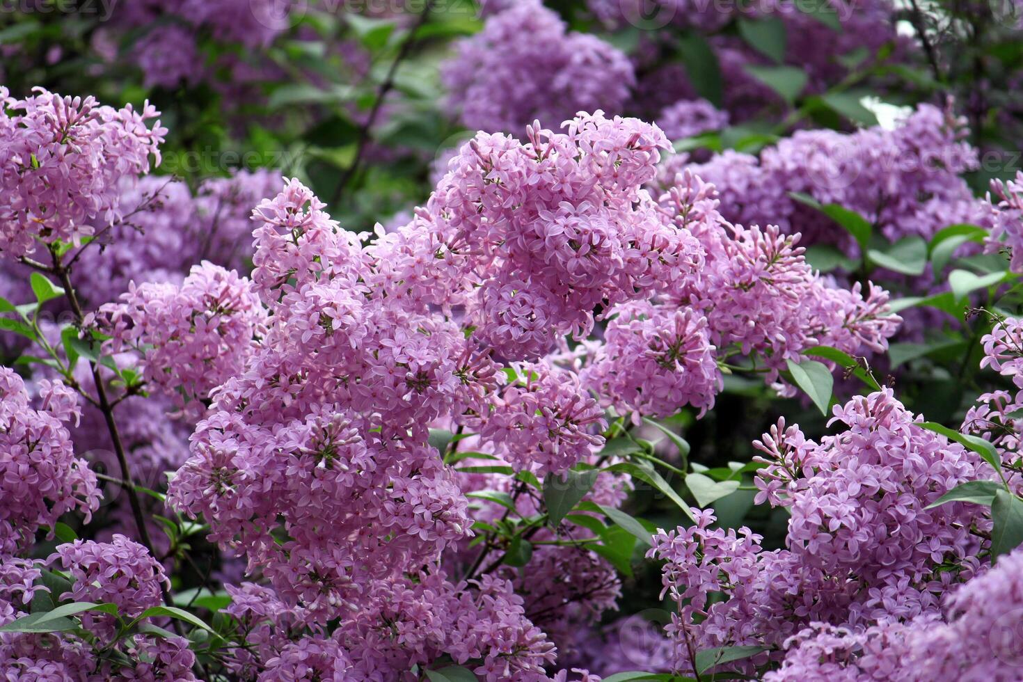 Beautiful blossoming bush of lilac photo