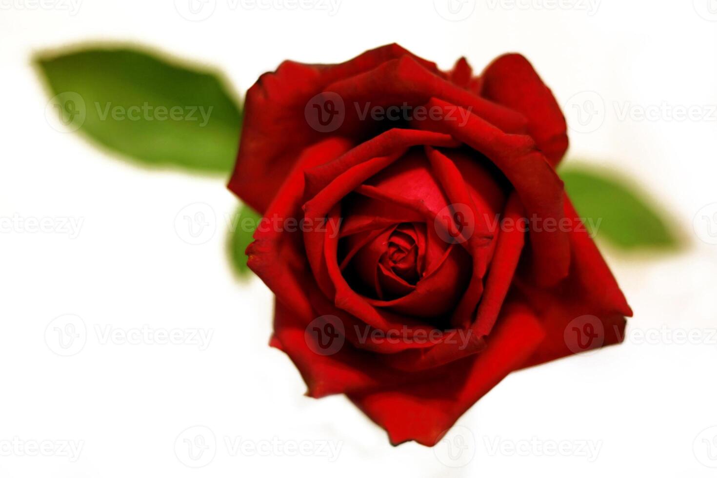 Beautiful red rose, close-up photo