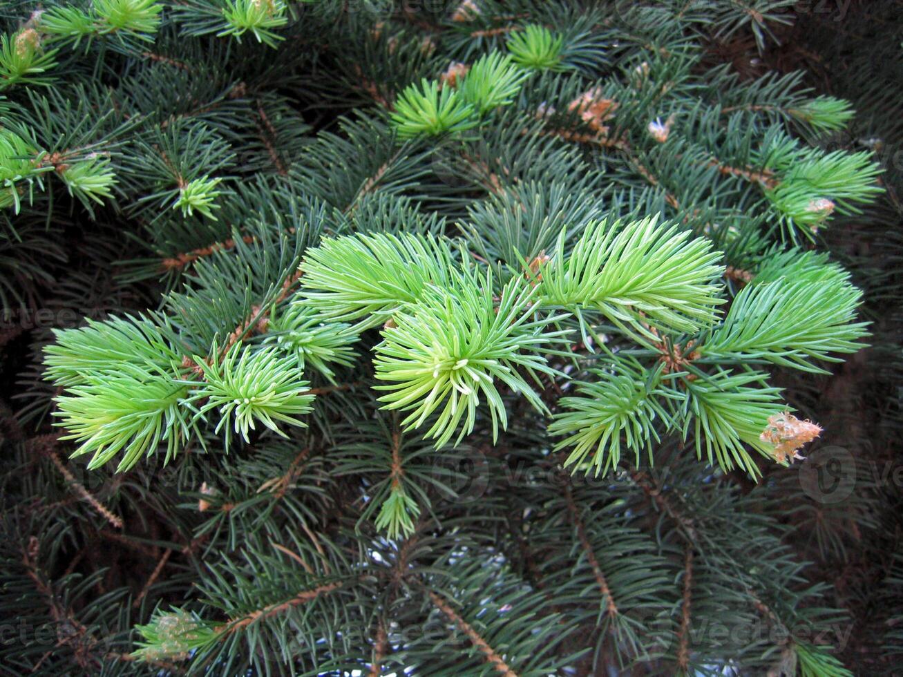 Close-up of pine branches with young runaways photo
