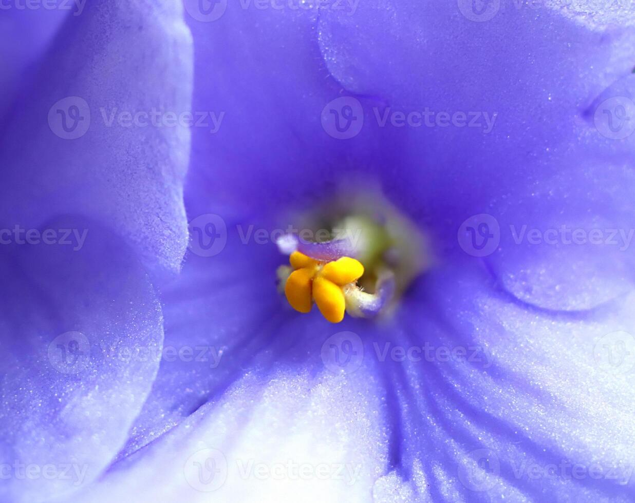 Beautiful violet flower, close up natural background photo