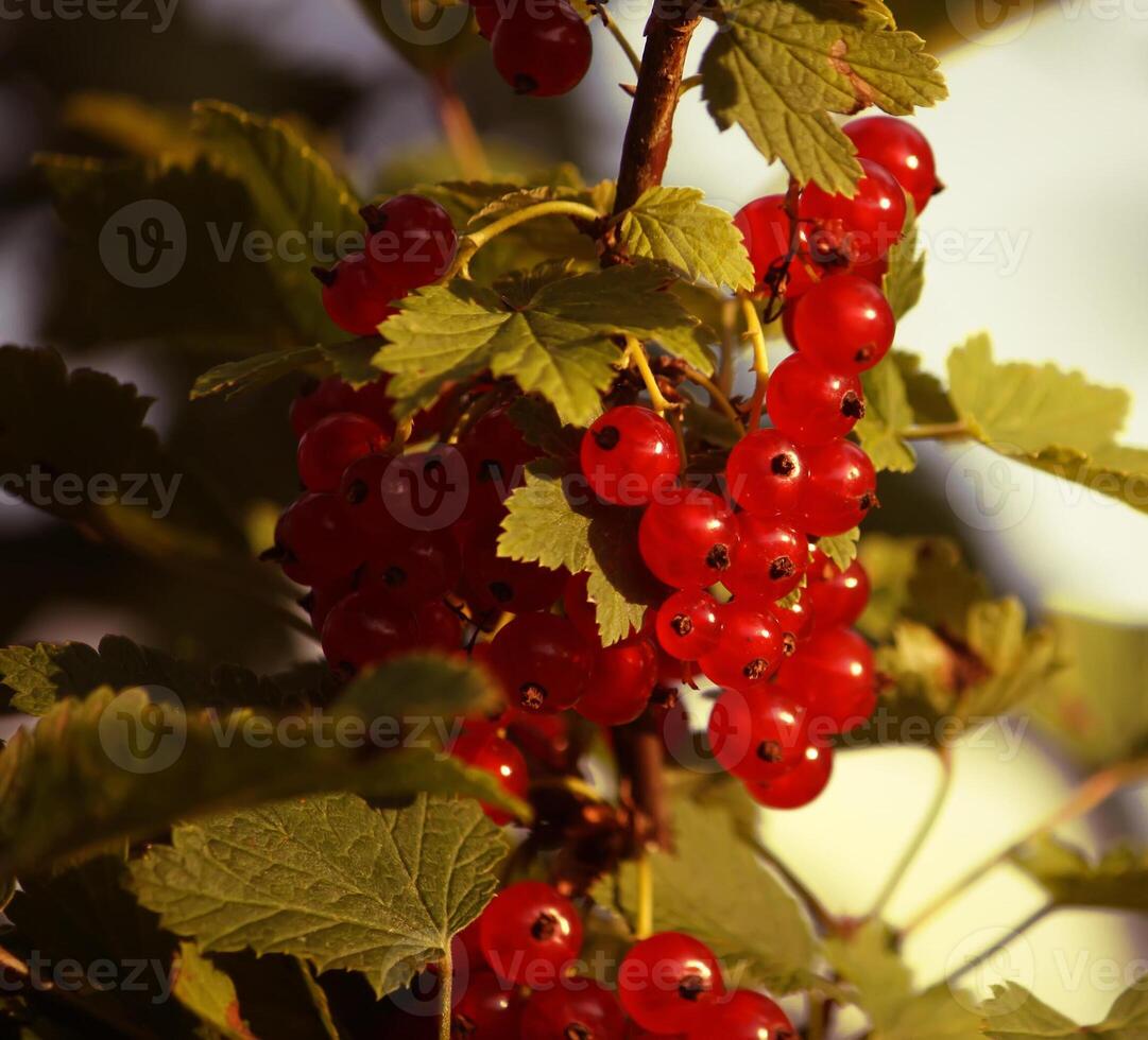 Red currants in the garden photo