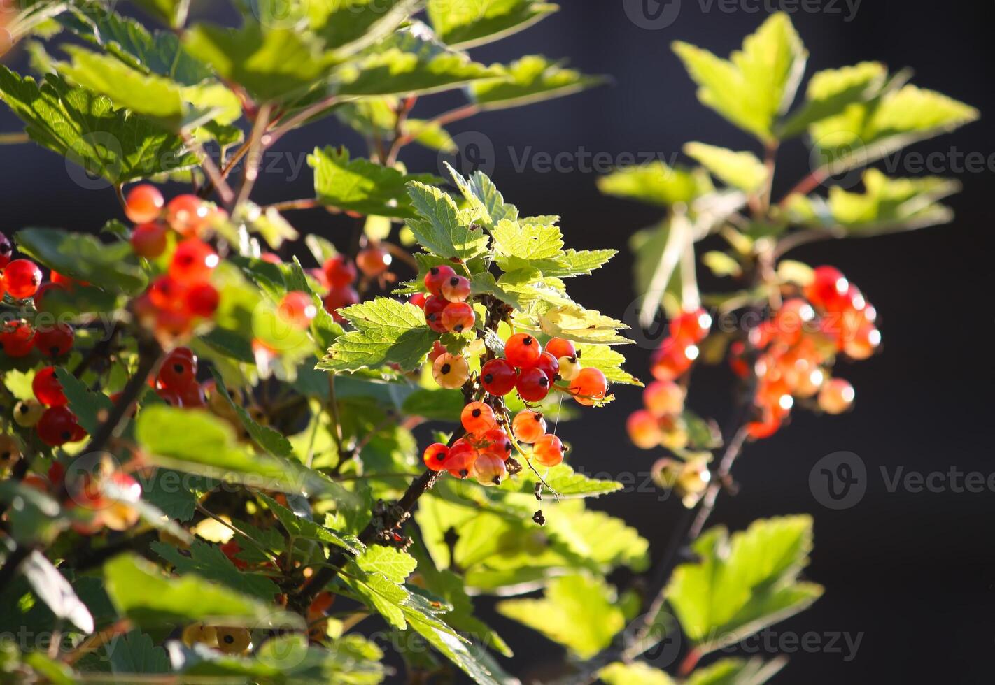 Red currants in the garden photo