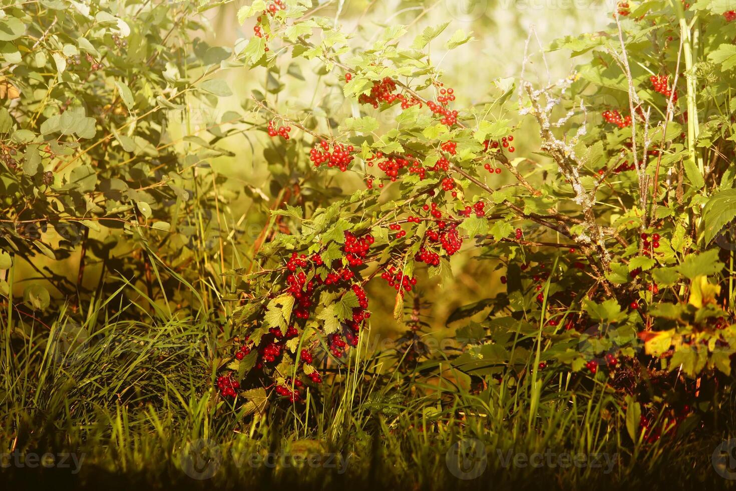 Red currants in the garden photo
